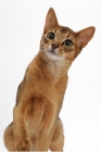 Picture of ruddy Abyssinian, looking up