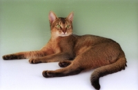 Picture of ruddy abyssinian lying on green background