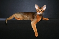 Picture of Ruddy Abyssinian male reclined against black background with arm over edge