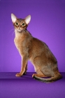 Picture of Ruddy Abyssinian male sitting to Left looking at camera against purple background.
