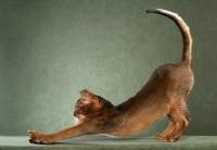 Picture of Ruddy Abyssinian Male stretching with front paws outstretched, tail arched, profile, against sage-green background.