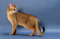 Picture of Ruddy Abyssinian on blue background, full body