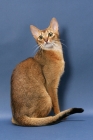 Picture of Ruddy Abyssinian on blue background, sitting
