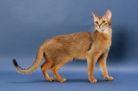 Picture of Ruddy Abyssinian on blue background, standing, side view