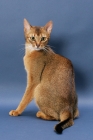Picture of Ruddy Abyssinian on blue background, looking back