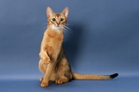 Picture of Ruddy Abyssinian on blue background, one leg up