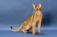 Picture of Ruddy Abyssinian on blue background, standing