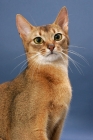 Picture of Ruddy Abyssinian on blue background, portrait