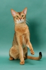Picture of Ruddy Abyssinian, one leg up, on green background
