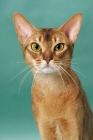 Picture of Ruddy Abyssinian, portrait, on green background