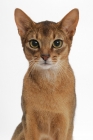 Picture of ruddy Abyssinian, shoulders up