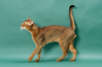 Picture of Ruddy Abyssinian, side view, on green background