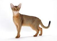 Picture of ruddy abyssinian side view on white background