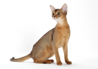 Picture of ruddy abyssinian sitting down