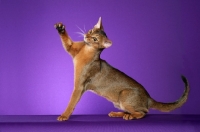 Picture of Ruddy Abyssinian sitting left, reaching with back paw against purple background.  National Winner in CFA.