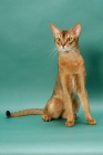 Picture of Ruddy Abyssinian, sitting on green background