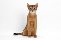 Picture of ruddy Abyssinian, sitting