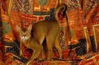 Picture of ruddy abyssinian standing on rug