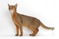 Picture of ruddy Abyssinian, standing