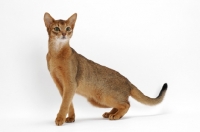 Picture of ruddy Abyssinian, standing