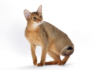 Picture of ruddy abyssinian turning