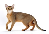 Picture of ruddy abyssinian