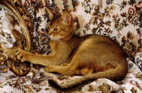 Picture of ruddy coloured abyssinian looking at mirror