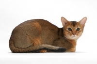 Picture of ruddy coloured abyssinian lying down on white background