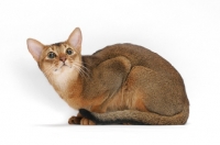 Picture of ruddy coloured abyssinian on white background