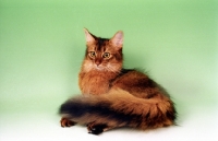 Picture of ruddy Somali cat on green background