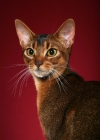 Picture of Ruddy Ticked Tabby Abyssinian female, formal head study against red background