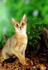 Picture of ruddy (usual) coloured Abyssinian sitting on autumn leaves
