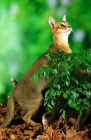 Picture of ruddy (usual) coloured Abyssinian on autumn leaves, looking up