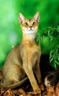 Picture of ruddy (usual) coloured Abyssinian on autumn leaves