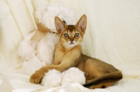 Picture of ruddy young abyssinian with cuddly toy 