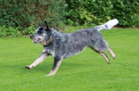 Picture of running Australian Cattle Dog