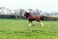 Picture of running Clydesdale, side view 