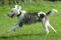 Picture of running Lurcher, side view