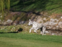 Picture of running Whippet