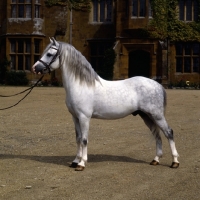 Picture of russell pirate, welsh mountain pony stallion