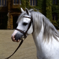 Picture of russell pirate, welsh mountain pony stallion
