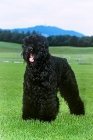 Picture of russian black terrier