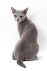 Picture of Russian Blue, back view