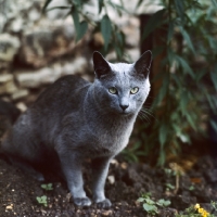 Picture of russian blue cat, ch hengist stronganoff