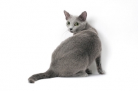 Picture of Russian Blue cat looking back on white background