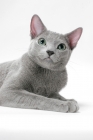 Picture of russian blue cat lying down, portrait
