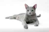 Picture of russian blue cat lying down