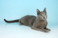 Picture of russian blue cat lying down