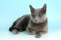 Picture of russian blue cat lying on blue background