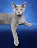 Picture of Russian Blue cat on blue background